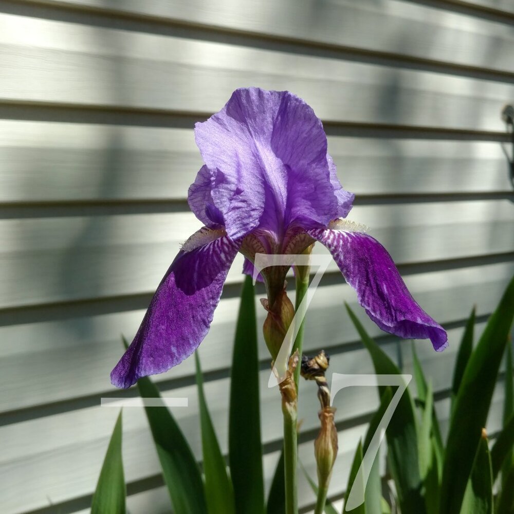 🌱  25 Mixed Tall German Bearded Iris Flower Bulb SEEDS  🌱 - Picture 9 of 9